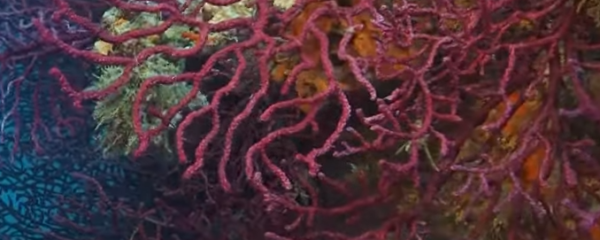 corail rouge vertus